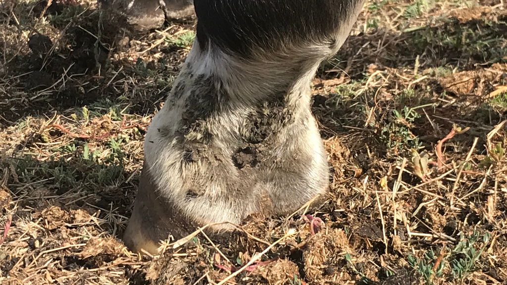 Common Skin Infections In Horses