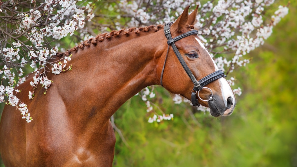 Springtime with your horse.